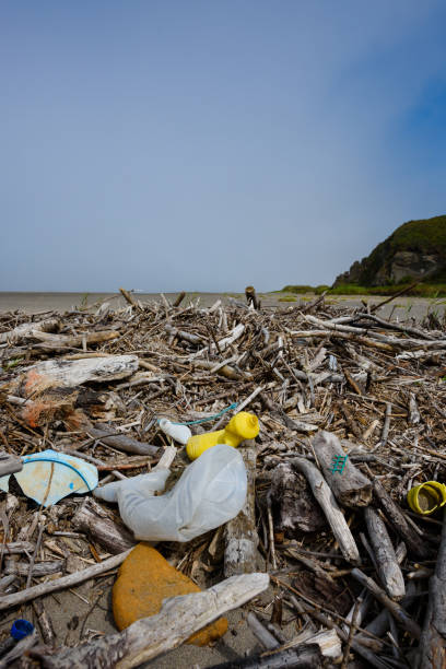 istock Plastic pollution in driftwood on ocean beach 1202928206