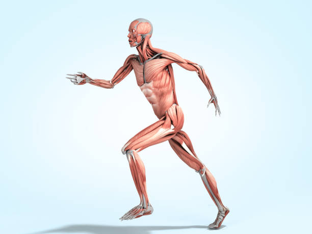 istock medically accurate illustration of a human muscle system run pose 3d rendered on blue gradient 1202931486