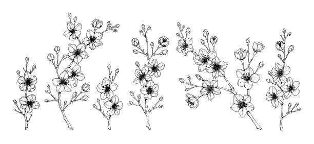 bahar kiraz çiçekleri seti. beyaz üzerine yalıtılmış çizim stilinde vektör çizimi. çiçek açan güzel ağaç dalları. - ağaç çiçeği illüstrasyonlar stock illustrations