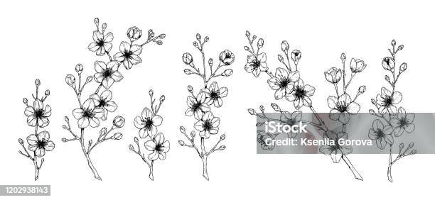 Bahar Kiraz Çiçekleri Seti Beyaz Üzerine Yalıtılmış Çizim Stilinde Vektör Çizimi Çiçek Açan Güzel Ağaç Dalları Stok Vektör Sanatı & Kiraz çiçeği‘nin Daha Fazla Görseli