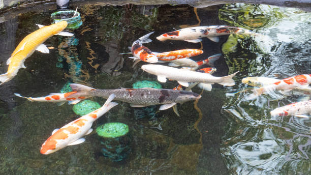 istock Many colorful koi fish that people raise. 1202939396