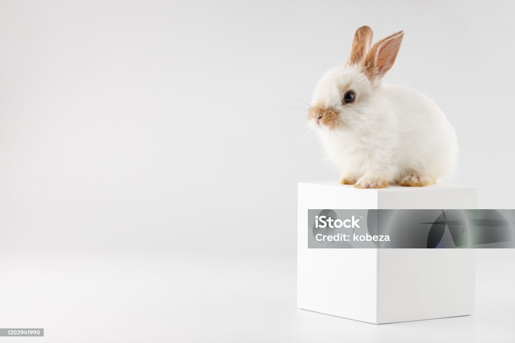 White Rabbit Cube Bunny Rabbit At White Cube On White Background Stock Photo - Download ...