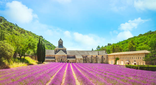 abadía de senanque y campo de flores de lavanda. gordes, luberon, provenza, francia. - senanque fotografías e imágenes de stock