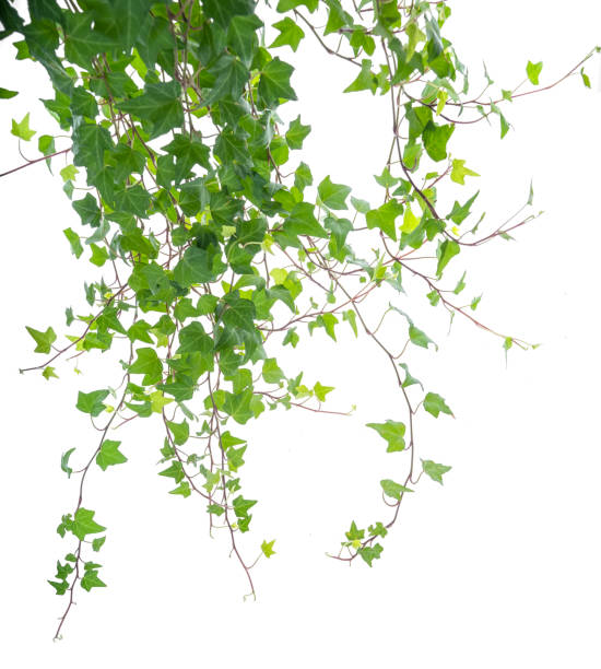 istock ivy leaves isolated on white 1202942175