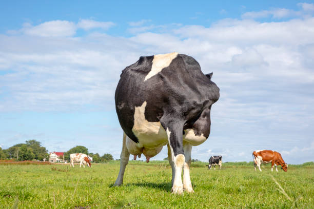 vaca con la cabeza girada hacia atrás, flexible lamiendo su trasero en un prado verde - backward dutch fotografías e imágenes de stock