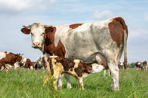 Montbeliarde calf, drinks milk from the udder, with milk froth on its face, from his suckling mother cow, outside in a green pasture.