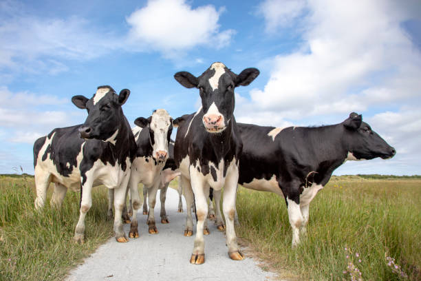 Group of black and white cows standing on a white path in a green pasture