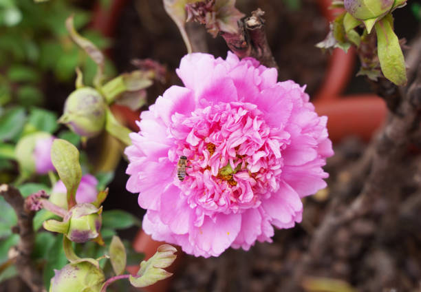 Pink peony in the garden.