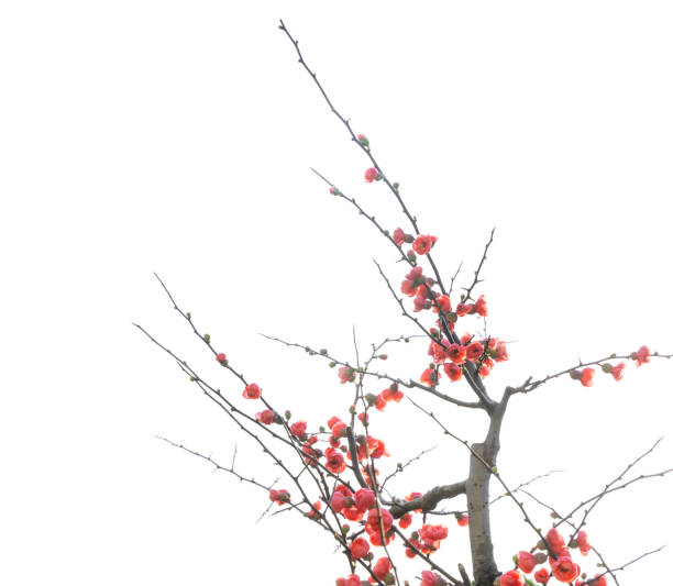 istock scarlet Malus spectabilis flower in a garden at spring 1202943122