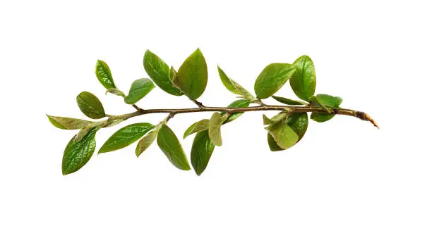 Photo of Twig with green leaves