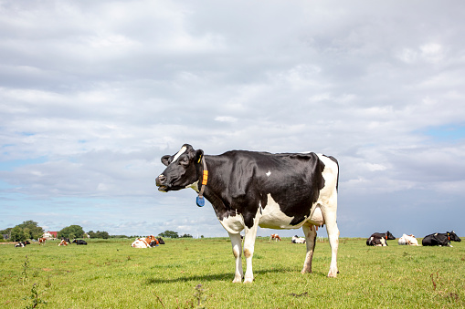 Mooing black and white cow. Shiny black pied friesian holstein cow, in the Netherlands, standing on green grass in a meadow, at the background a few cows and a cloudy sky.