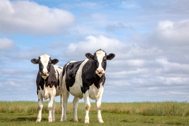 Two cows standing in a pasture under a blue cloudy sky on the isle Schiermonnikoog.