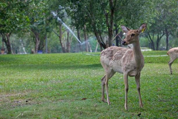 istock A deer stands on the grass in a park. Thailand. 1202946923