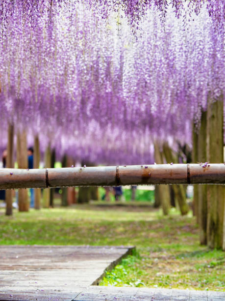 istock Wisteria Garden 1202948601