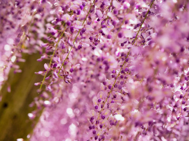 istock Wisteria Garden 1202949012