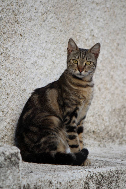 istock Portrait of a cat 1202949715