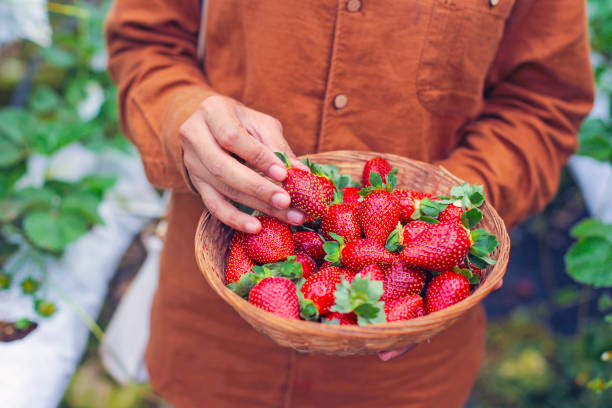 istock A worker picking a fresh strawberry at farm. 1202949845