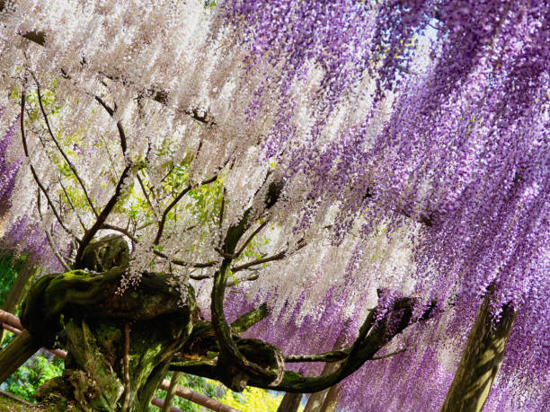 istock Wisteria Garden 1202950301