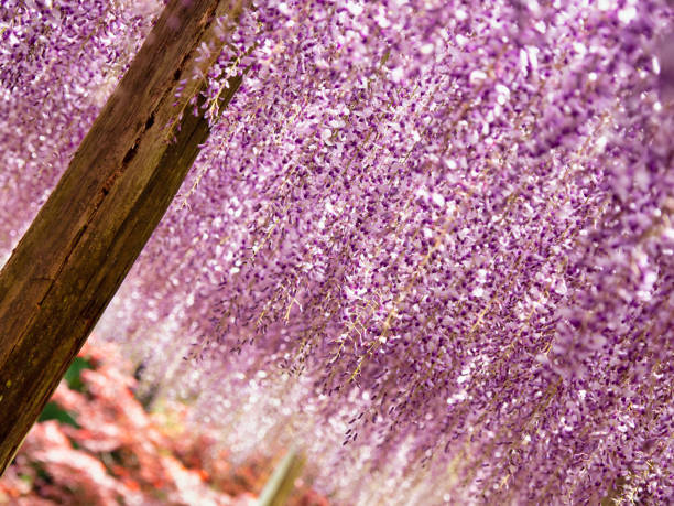 istock Wisteria Garden 1202950337
