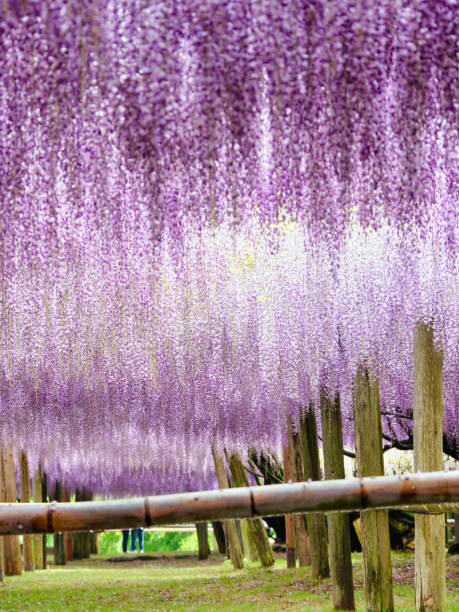 istock Wisteria Garden 1202950451