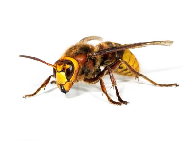 istock European Hornet 1202950457