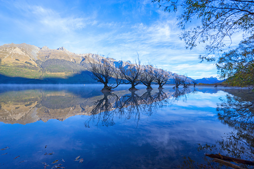 Row of willow trees on Lake Wakatipu in Glenorchy, New Zealand