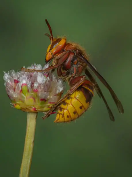 European Hornet queen - Vespa crabro - on a flower stem