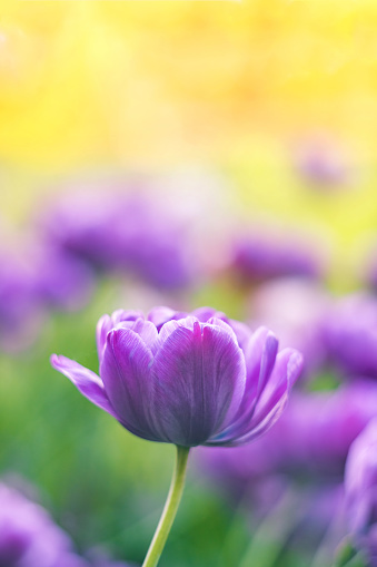Soft violet tulip flower on a blurred yellow background. Tulip field in spring. Colorful bright spring landscape. Natural floral background for design, cards, posters, Valentine's Day