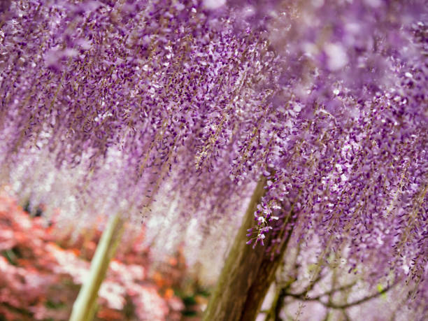 istock Wisteria Garden 1202952150