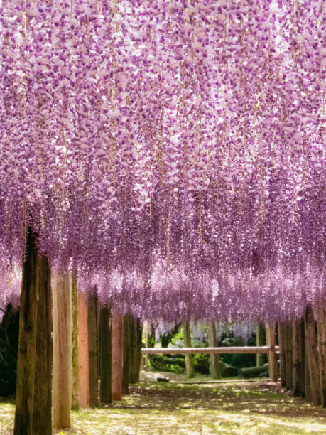 istock Wisteria Garden 1202952875
