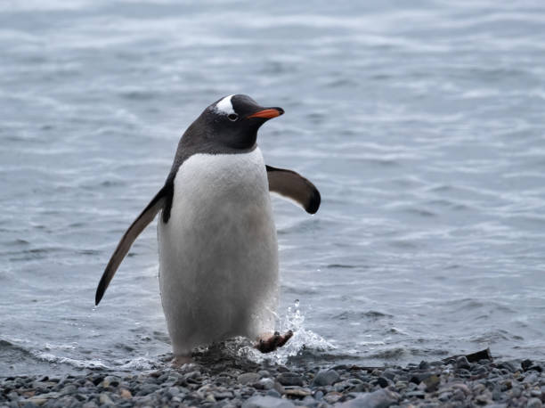 close-up de um pinguim gentoo fofo desajeitadamente andando em uma praia em yankee harbour, greenwich island, south shetland islands, antártica - flightless bird water bird gentoo penguin penguin - fotografias e filmes do acervo