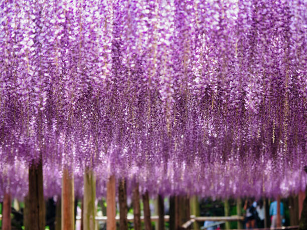 istock Wisteria Garden 1202953023