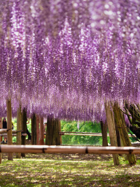 istock Wisteria Garden 1202953071