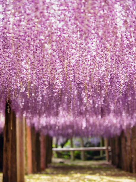 istock Wisteria Garden 1202953221