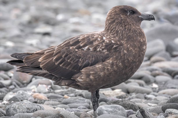 gran skua esperando la oportunidad de robar un huevo de pinganillo en una playa en las islas shetland del sur, antártida - pebble gentoo penguin antarctica penguin fotografías e imágenes de stock