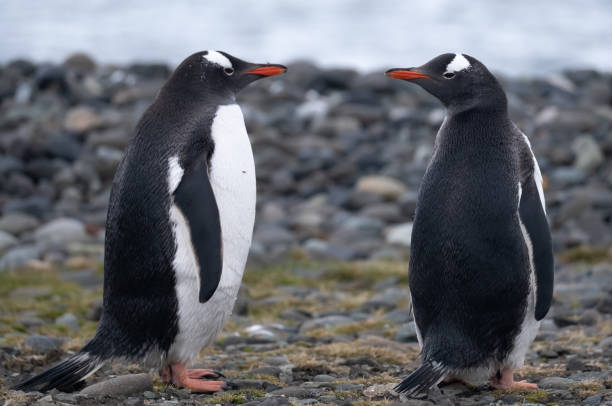 pinguins gentoo brincalhões em uma praia nas ilhas shetland do sul, antártica - flightless bird water bird gentoo penguin penguin - fotografias e filmes do acervo