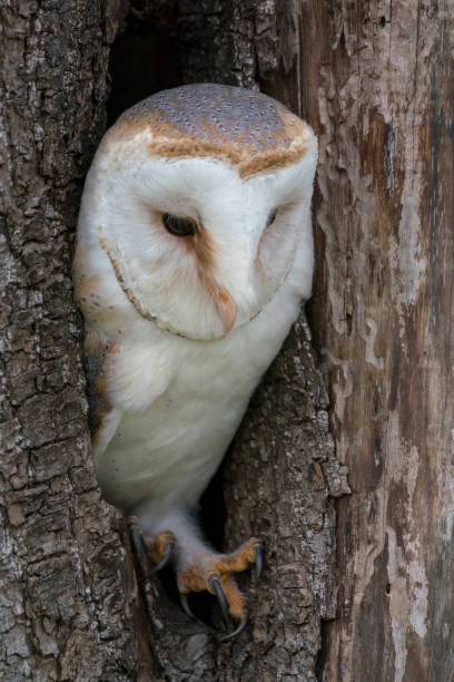 istock Barn owl (Tyto alba) in a tree. Noord Brabant in the Netherlands. 1202953334