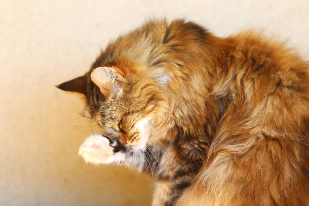 istock Beautiful portrait image of a cat close up 1202954611