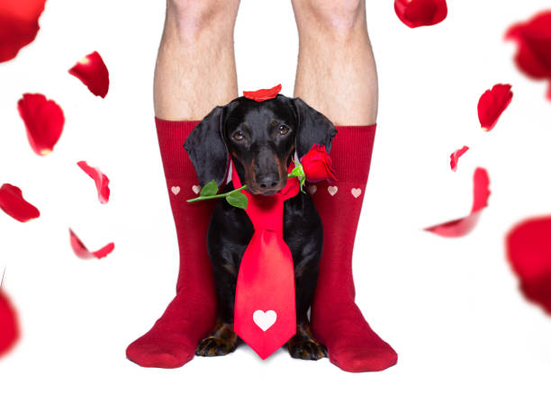 istock valentines wedding dog in love 1202954853