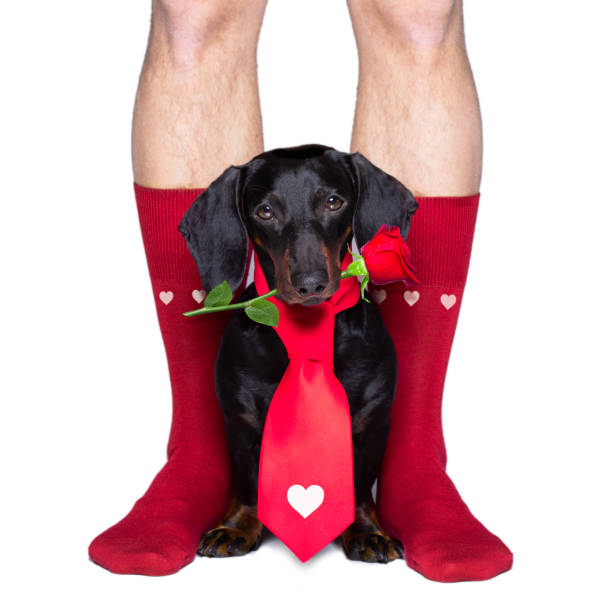 istock valentines wedding dog in love 1202954894