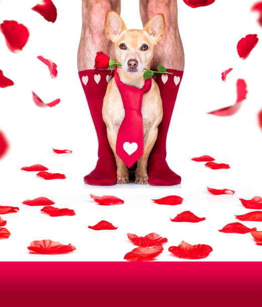 istock valentines wedding dog in love 1202954928
