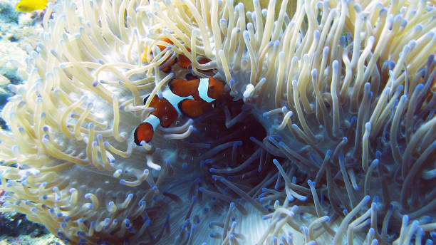istock Sea anemone and clown fish 1202954938