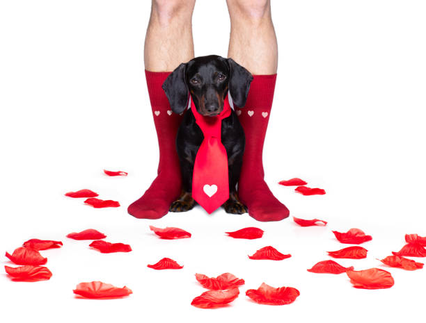 istock valentines wedding dog in love 1202954983