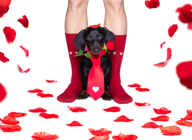 istock valentines wedding dog in love 1202955037