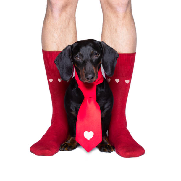 istock valentines wedding dog in love 1202955068