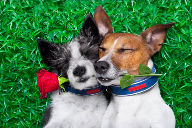 coppia di cani innamorati molto vicini sdraiati sull'erba nel parco con la rosa in bocca - flirting humor valentines day love foto e immagini stock