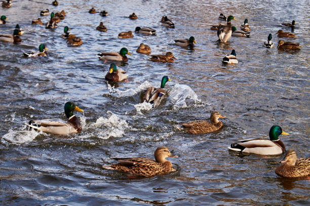 istock ducks floating on the river in the city 1202955522