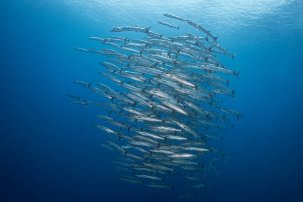 View of a large school of barracudas in Palau, Micronesia