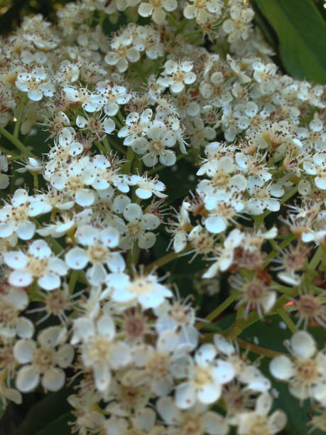 istock Flowers of Photinia 1202956561