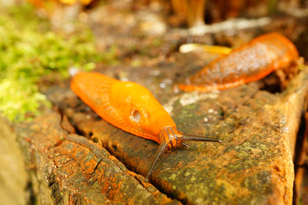 istock Close-up of a slug moving on a cut tree 1202956833